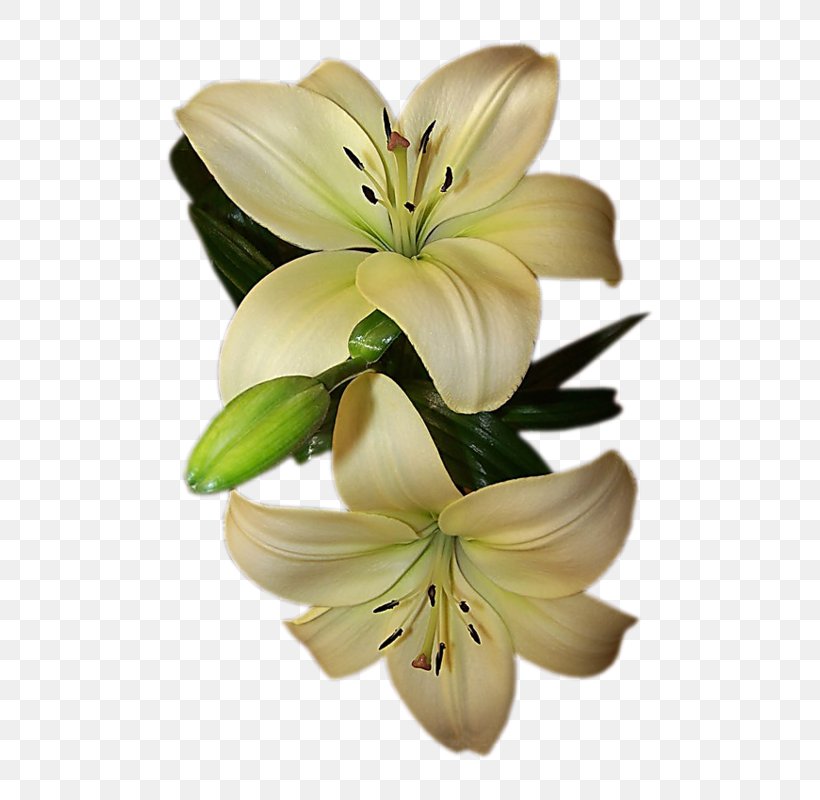 Bouquet Of Flowers Drawing, PNG, 612x800px, Flower, Alstroemeriaceae, Art, Botany, Bouquet Download Free