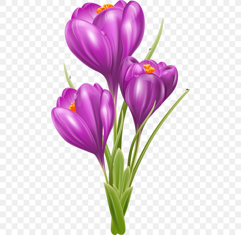 Flower Crocus Greeting Card, PNG, 472x800px, Flower, Crocus, Cut Flowers, Floral Design, Floristry Download Free