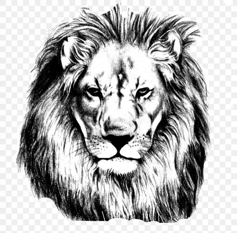 Lion Drawing Pencil Sketch, PNG, 1669x1643px, Lion, Art, Art Museum, Big Cats, Black And White Download Free