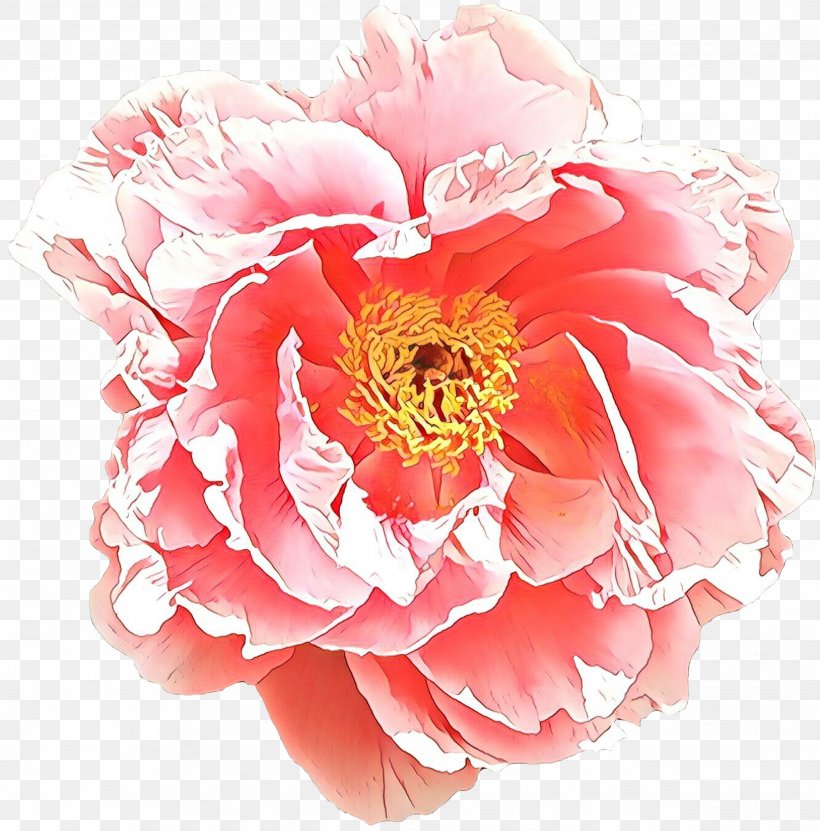 Rose, PNG, 2636x2672px, Cartoon, Common Peony, Cut Flowers, Flower, Flowering Plant Download Free