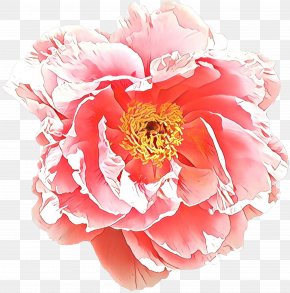 Rose Peach - Rose PNG