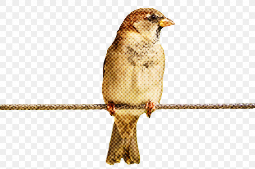 Bird, PNG, 1920x1278px, Bird, Beak, Emberizidae, Finch, House Sparrow Download Free