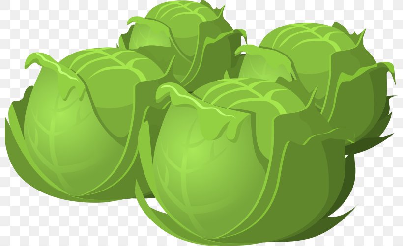 Cabbage Vegetable Lettuce Clip Art, PNG, 800x501px, Cabbage, Broccoli, Chinese Cabbage, Food, Fruit Download Free