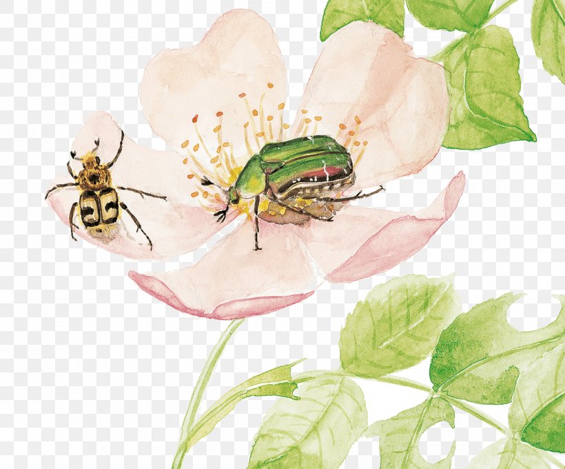 Beetle Pollinator Pest Flower Membrane, PNG, 1446x1200px, Beetle, Cetoniidae, Flower, Insect, Invertebrate Download Free