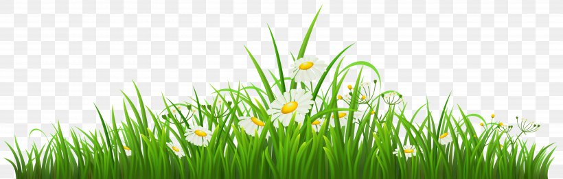 Chamomile Clip Art, PNG, 7113x2272px, Chamomile, Commodity, Drawing, Flower, Grass Download Free