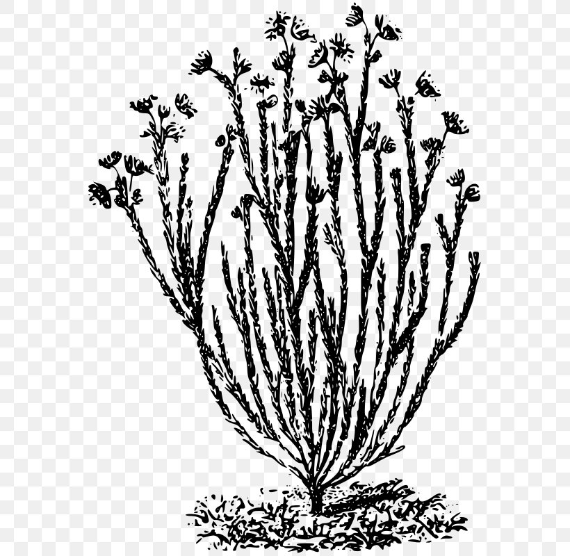 Euryops Dacrydioides Clip Art, PNG, 571x800px, Line Art, Black And White, Branch, Building, Commodity Download Free