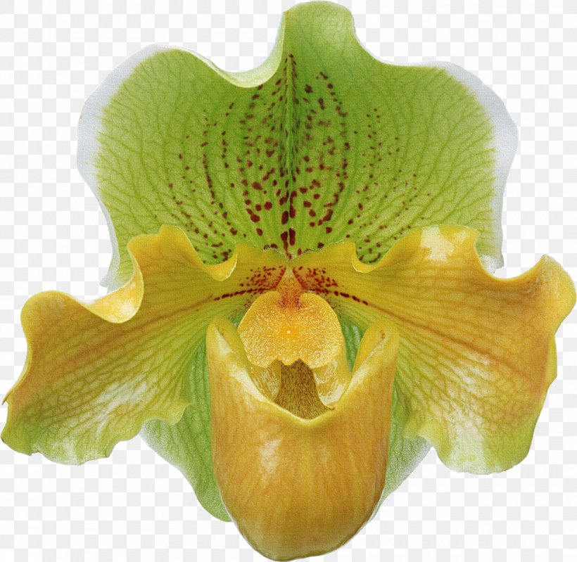 Flower Moth Orchids Paphiopedilum, PNG, 1890x1842px, Flower, Fiberam, Floral Design, Flower Bouquet, Lilium Download Free
