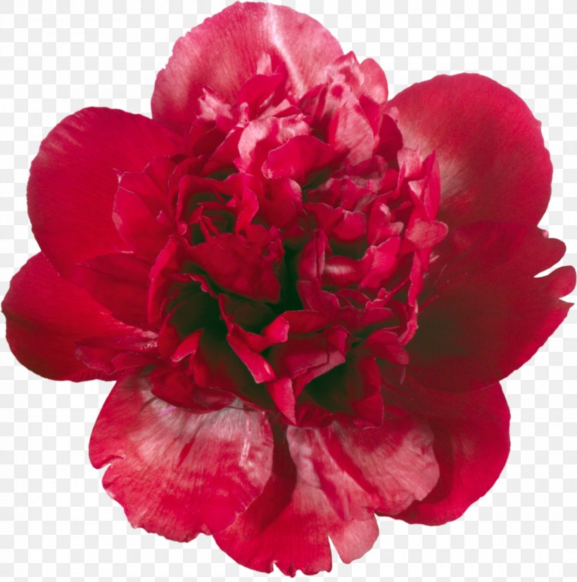 Peony Flower Albom Clip Art, PNG, 1189x1200px, Peony, Albom, Camellia, Carnation, Cut Flowers Download Free