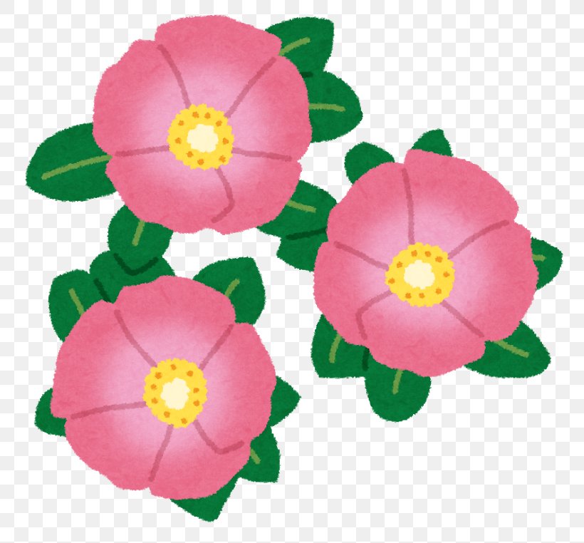 Beach Rose Cut Flowers Japanese Camellia Rose Family, PNG, 800x762px, Beach Rose, Annual Plant, Birth Flower, Camellia, Color Download Free