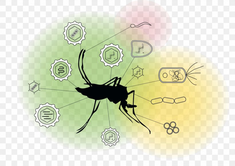 Cartoon Spider, PNG, 1501x1061px, Mosquito, Arbovirus, Biology, Fly, Genetics Download Free