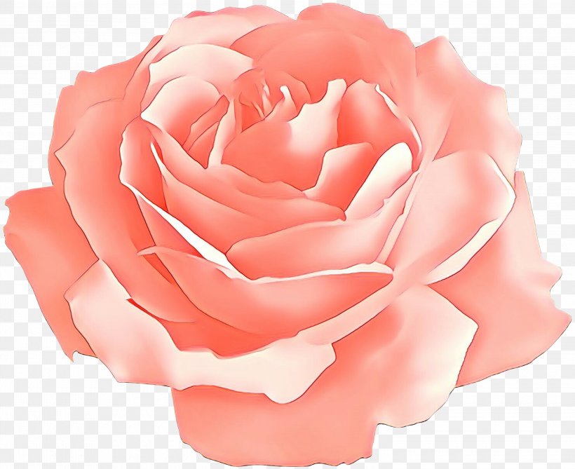 Garden Roses, PNG, 3000x2450px, Cartoon, Floribunda, Flower, Garden Roses, Hybrid Tea Rose Download Free