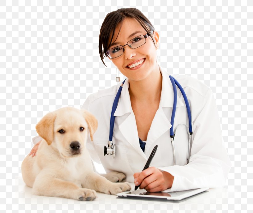 Labrador Retriever Puppy Veterinarian Cat Pet, PNG, 721x689px, Labrador Retriever, Aging In Dogs, Animal, Carnivoran, Cat Download Free