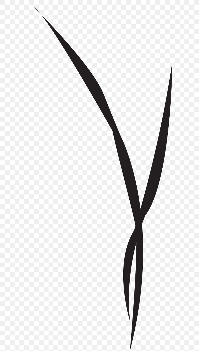 Leaf Plant Stem Line White Clip Art, PNG, 763x1444px, Leaf, Black And White, Branch, Branching, Monochrome Download Free