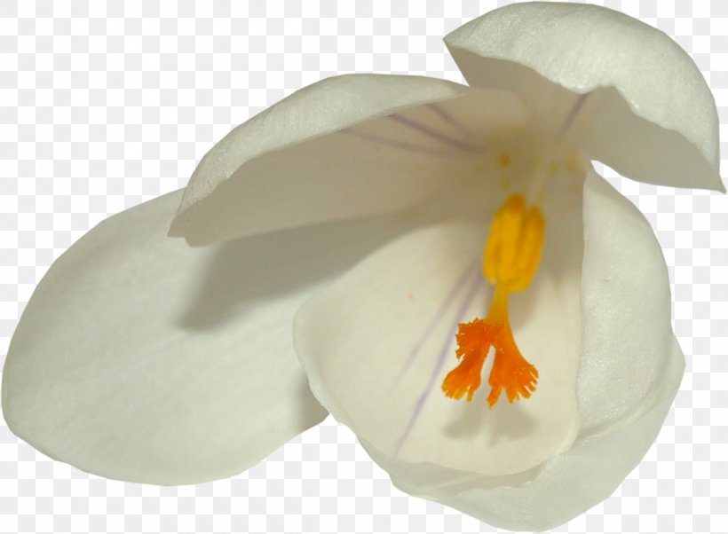 Moth Orchids, PNG, 1200x881px, Moth Orchids, Flower, Flowering Plant, Moth Orchid, Orchids Download Free