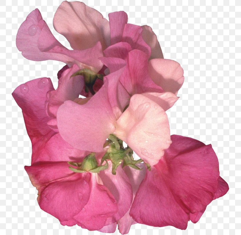 Sweet Pea Flower, PNG, 743x800px, Painting, Artificial Flower, Blog, Cut Flowers, Flower Download Free