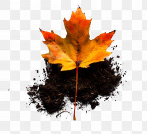 Autumn Leaf On Soil - Autumn Leaf On Soil PNG