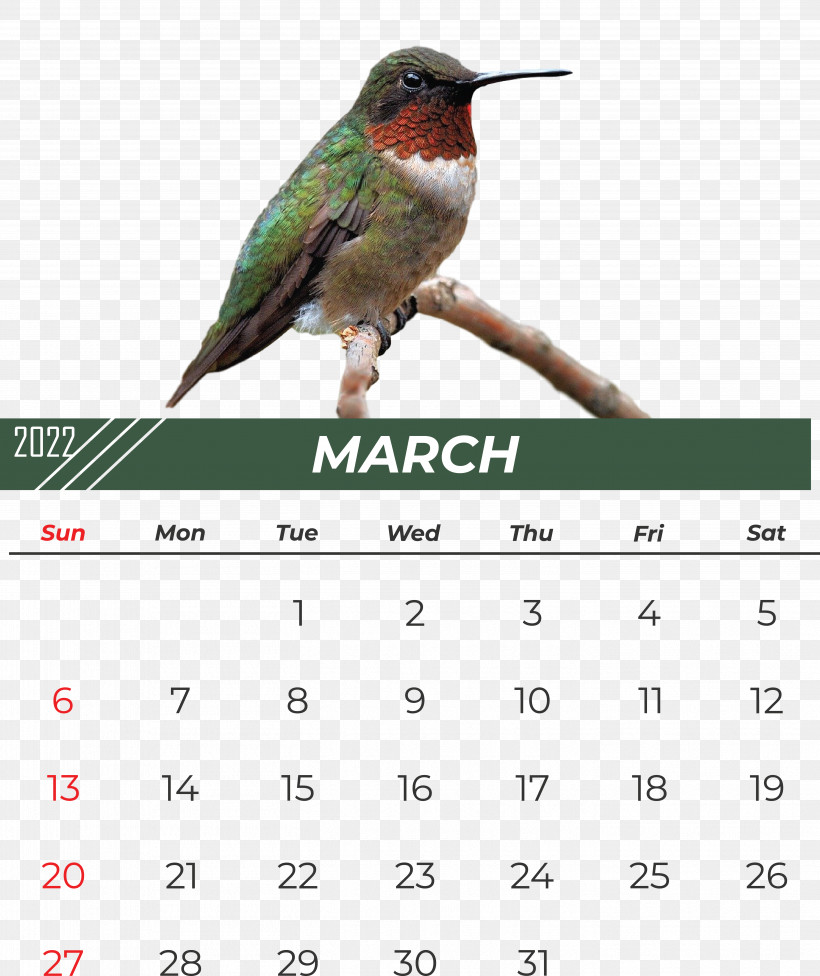 Hummingbirds 長坡村委会 長坡村委会 Changpo, PNG, 5607x6678px, Hummingbirds, Email, Footage, Gratis, Text Download Free