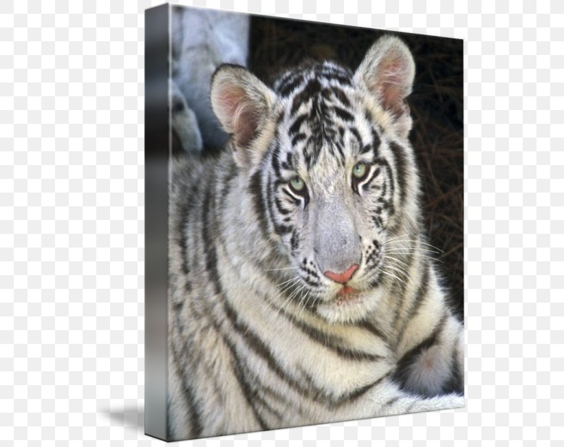 Tiger Whiskers Cat Fur Snout, PNG, 545x650px, Tiger, Animal, Big Cat, Big Cats, Carnivoran Download Free
