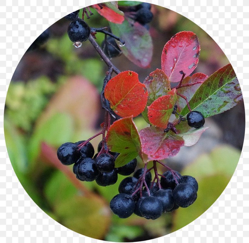 Aronia Melanocarpa Juice Shrub Berry Plant, PNG, 800x800px, Aronia Melanocarpa, Anthocyanin, Antioxidant, Aristotelia Chilensis, Aronia Download Free