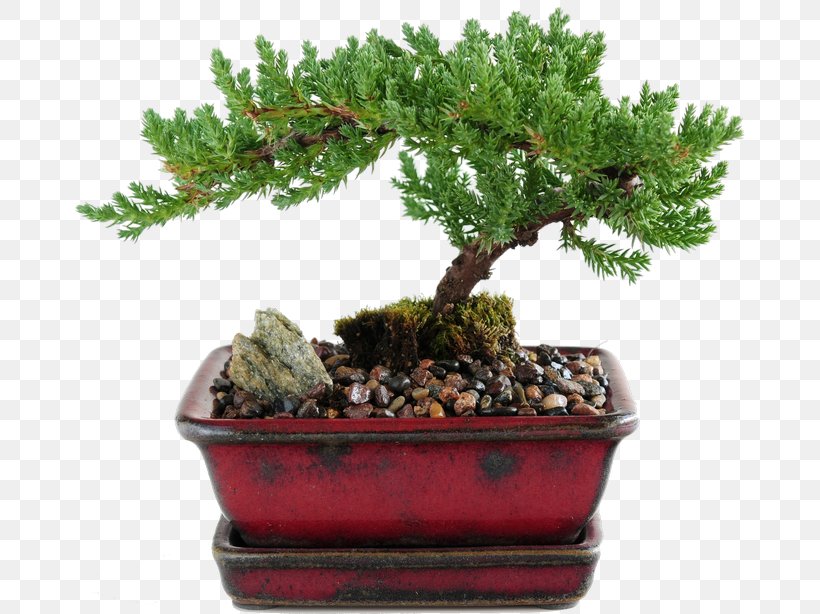Indoor Bonsai Juniperus Procumbens Stock Photography Chinese Sweet Plum, PNG, 670x614px, Bonsai, Bonsai Cultivation And Care, Chinese Elm, Chinese Sweet Plum, Common Juniper Download Free