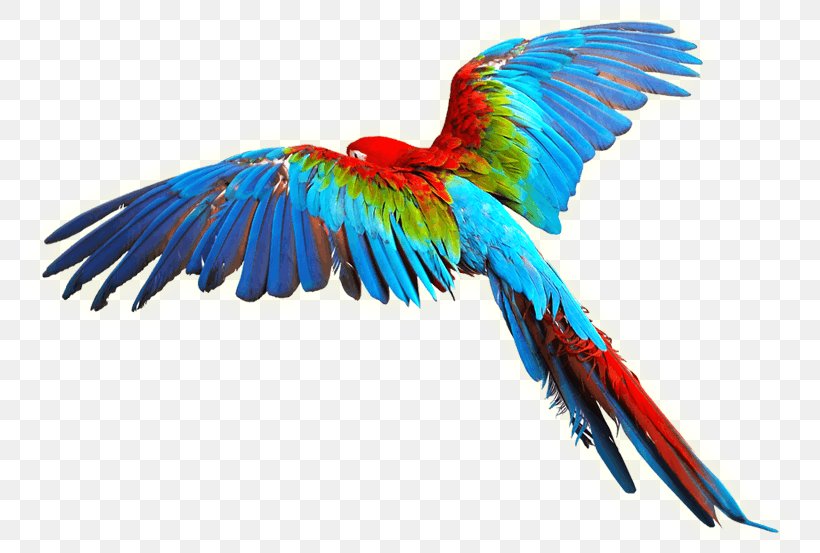 Parrot Bird Scarlet Macaw Clip Art, PNG, 774x553px, Parrot, Animal, Beak, Bird, Blueandyellow Macaw Download Free