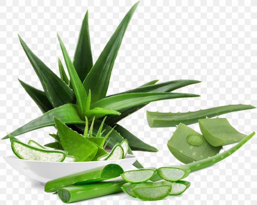 Aloe Vera Emodin Plant Skin Care Aloin, PNG, 855x683px, Aloe Vera, Aloe, Aloe Emodin, Aloin, Candelabra Aloe Download Free