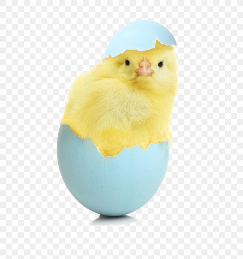 Chicken Egg Download Chicken Egg Wallpaper, PNG, 940x1000px, Chicken, Beak, Chicken Egg, Desktop Environment, Display Resolution Download Free