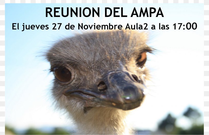 Common Ostrich Emu Beak Terrestrial Animal Snout, PNG, 1600x1041px, Common Ostrich, Animal, Beak, Bird, Emu Download Free