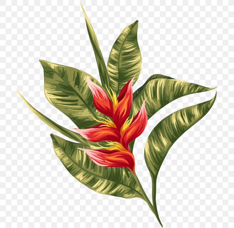 Hawaii Tropics Wallpaper, PNG, 706x800px, Hawaii, Aloha, Floral Design, Flower, Hawaiian Download Free