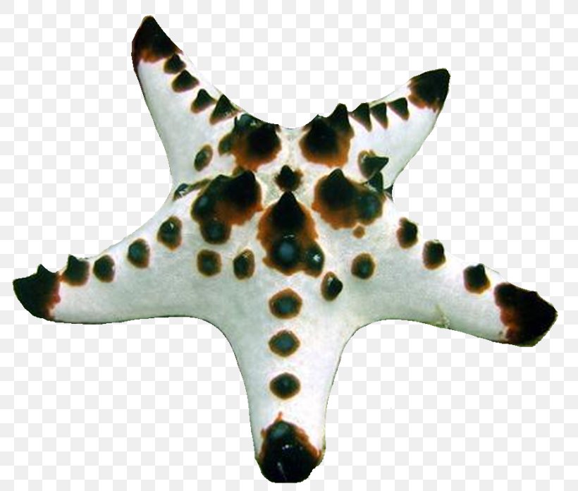 Starfish PhotoScape GIMP, PNG, 800x696px, Starfish, Blog, Echinoderm, Gimp, Invertebrate Download Free