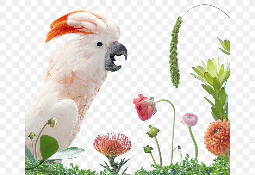 An Incomplete Dictionary Of Show Birds Parrot Columbidae White Cockatoo, PNG, 658x564px, Bird, Animal, Beak, Bird Supply, Birdofparadise Download Free