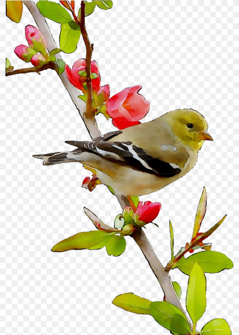 Beak Feather Flowering Plant Old World Orioles Plants, PNG, 1071x1499px, Beak, Bird, Branch, Feather, Finch Download Free