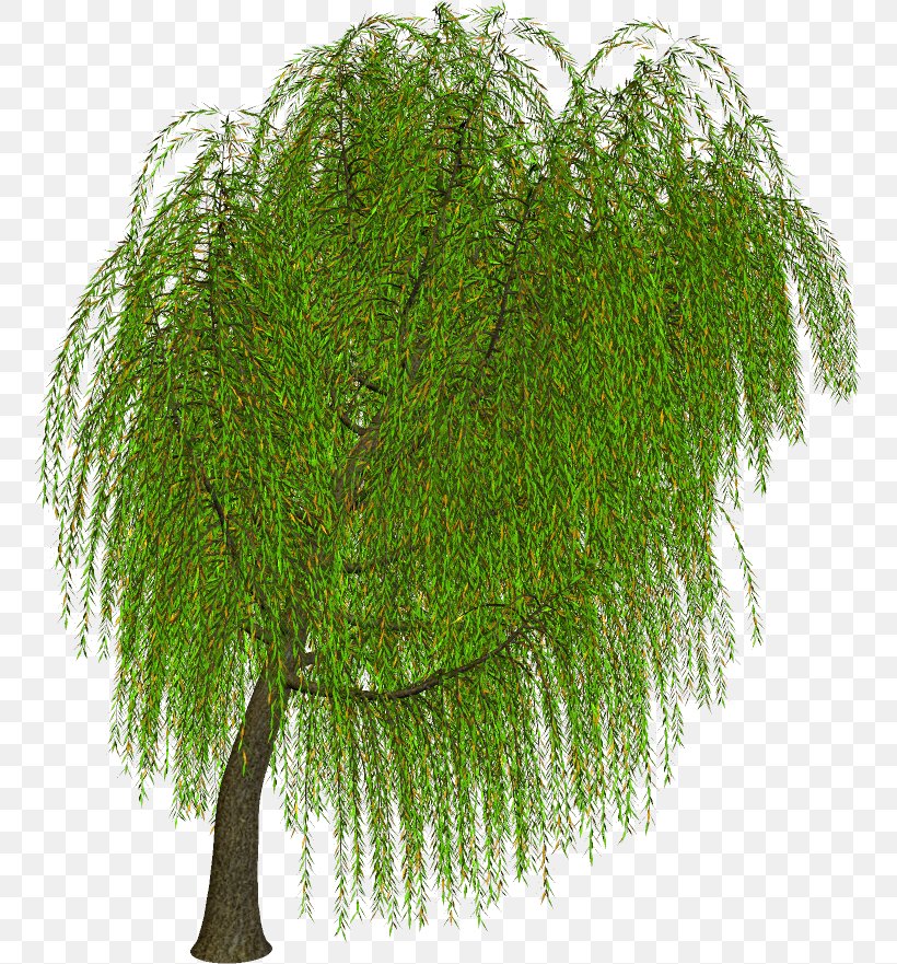 Fern, PNG, 755x881px, Fern, Branch, Evergreen, Ferns And Horsetails, Grass Download Free