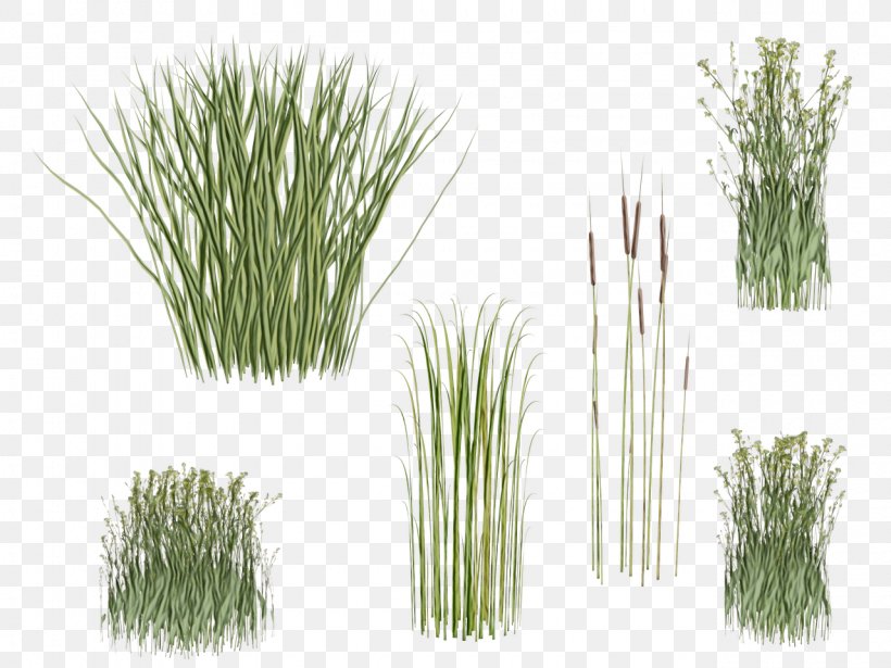 Plant Grass Grass Family Chives Red Pine, PNG, 1280x960px, Watercolor, Aquarium Decor, Chives, Chrysopogon Zizanioides, Flowering Plant Download Free