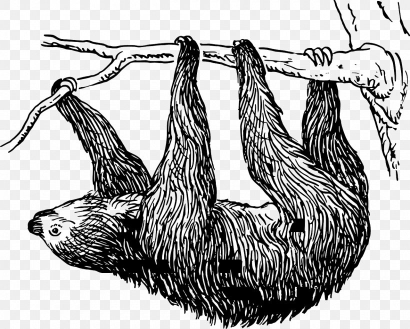 Pygmy Three-toed Sloth T-shirt Gift Zazzle, PNG, 1280x1028px, Sloth, Beak, Bird, Black And White, Cafepress Download Free