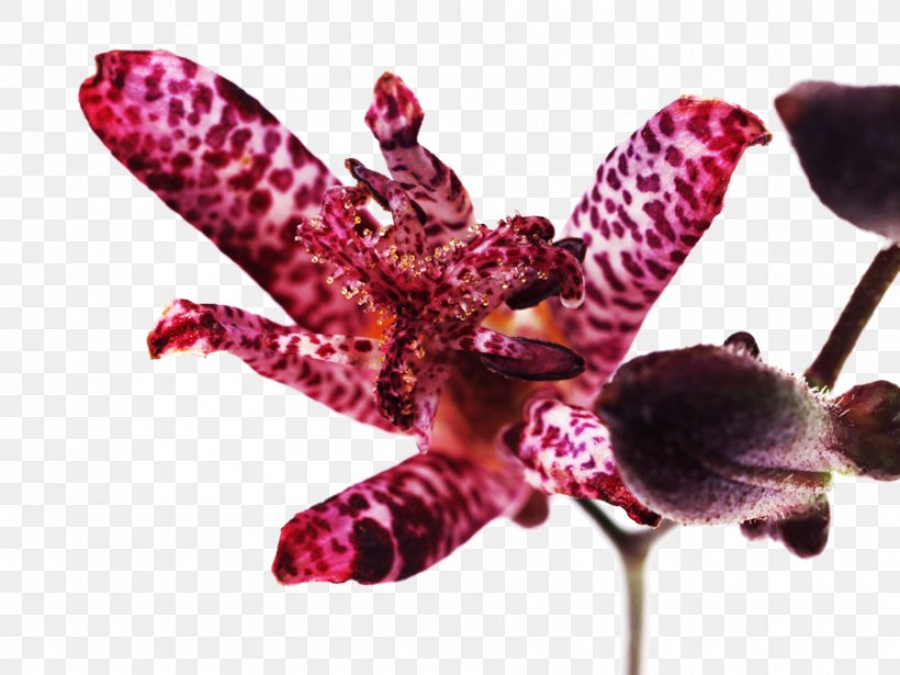 Go-Ym Flower Resort Orchids Clip Art, PNG, 900x675px, Flower, Arambol, Cottage, Flora, Floral Design Download Free