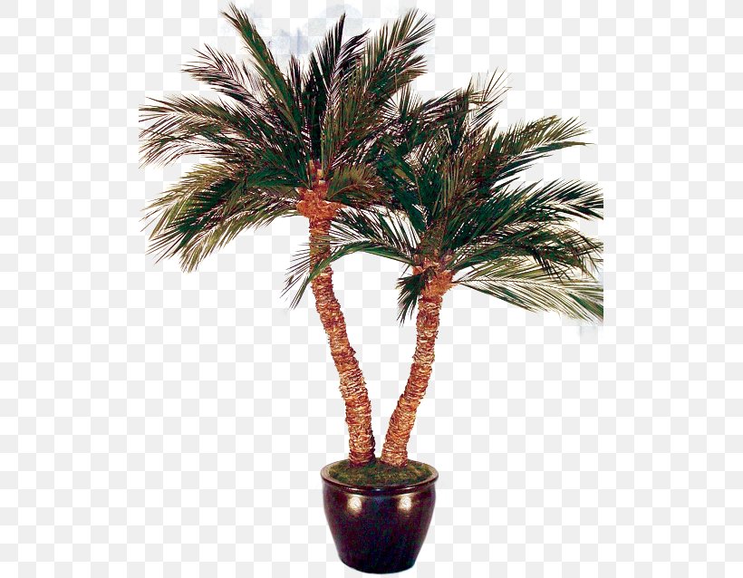Asian Palmyra Palm Arecaceae Date Palm Tree Bonsai, PNG, 513x638px, Asian Palmyra Palm, Arecaceae, Arecales, Bonsai, Borassus Download Free