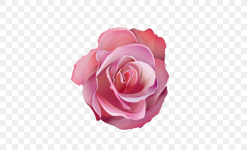 Centifolia Roses Pink Flower Designer, PNG, 500x500px, Centifolia Roses, Color, Cut Flowers, Designer, Floribunda Download Free