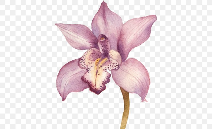 Drawing Orchids, PNG, 396x500px, Drawing, Cattleya Orchids, Color, Flora, Flower Download Free
