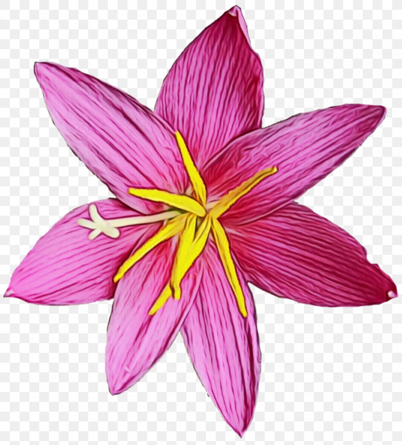 Floral Design, PNG, 849x941px, Watercolor, Color, Easter Lily, Floral Design, Flower Download Free