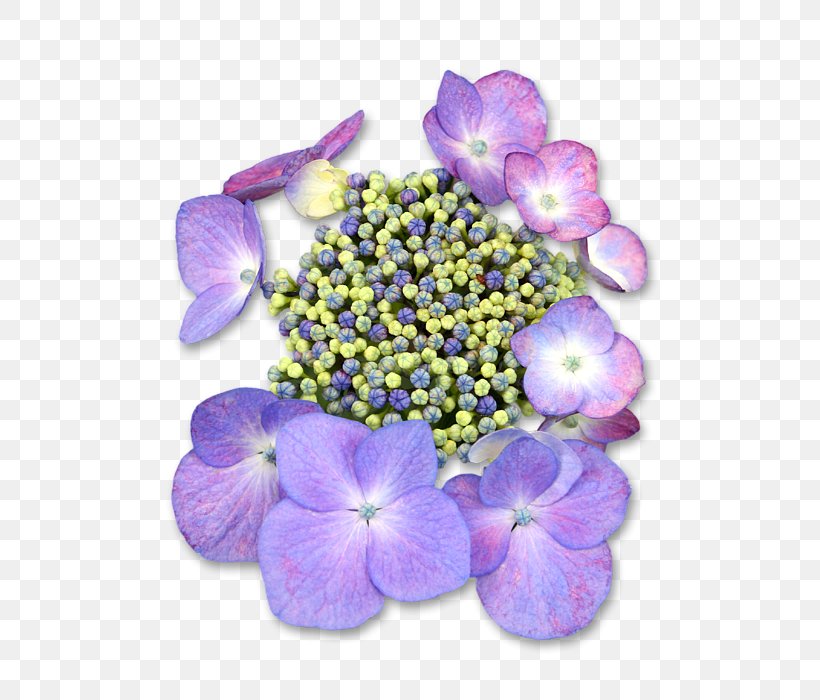 Hydrangea Petal Annual Plant Violet Family, PNG, 561x700px, Hydrangea, Annual Plant, Cornales, Family, Flower Download Free