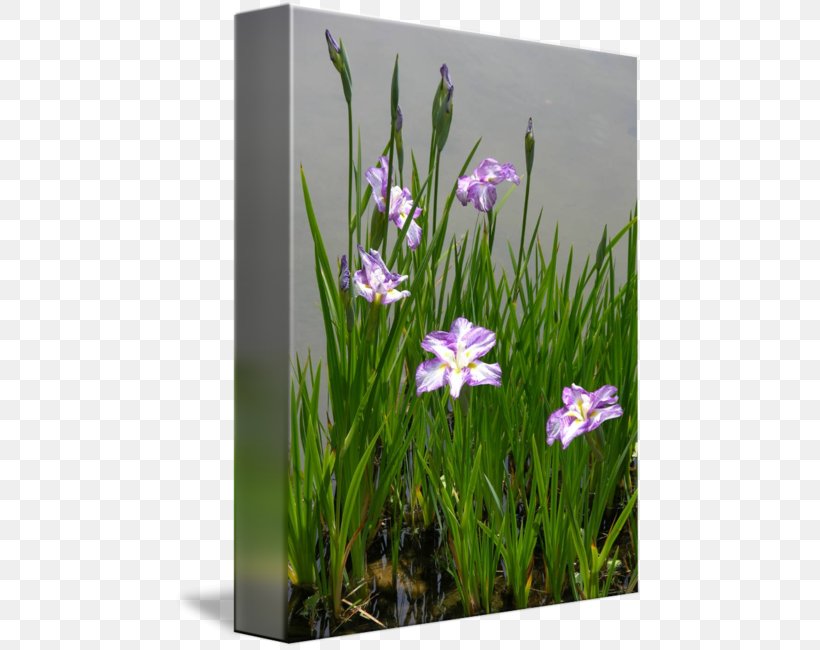 Meadow Crocus Wildflower Lawn, PNG, 469x650px, Meadow, Crocus, Flora, Flower, Flowering Plant Download Free