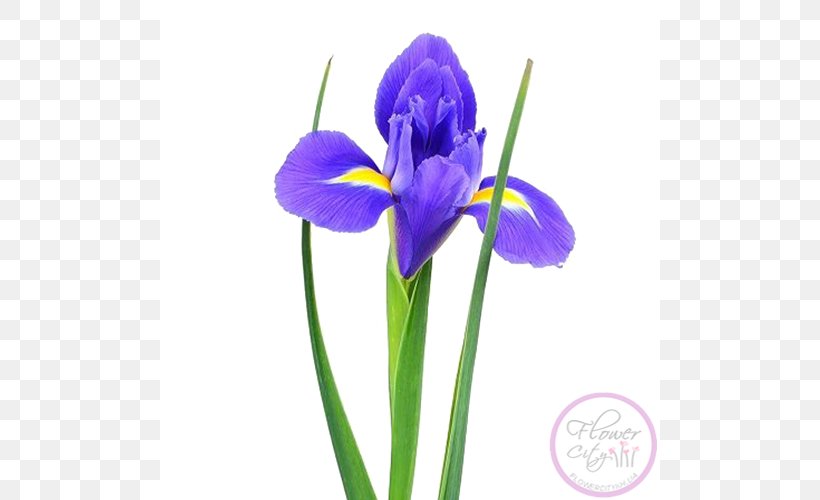 Orris Root Irises Sevastopol Cut Flowers, PNG, 500x500px, Orris Root, Blue, Crocus, Cut Flowers, Flower Download Free