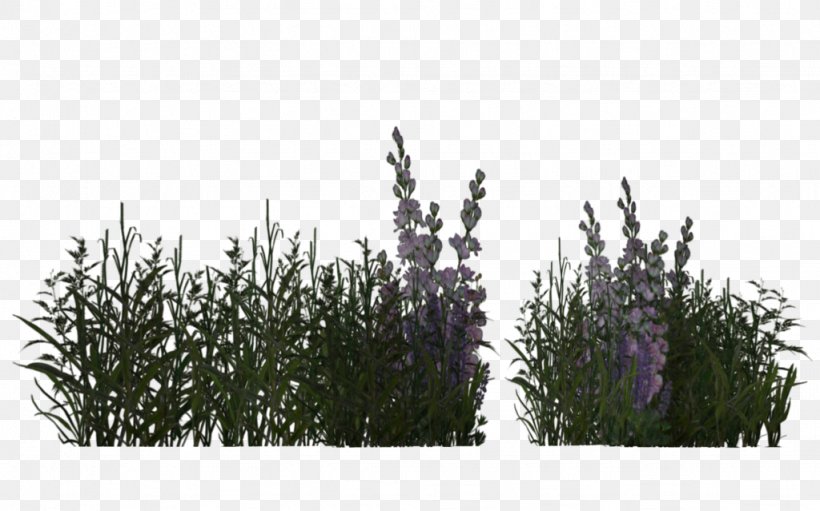 Grass Herbaceous Plant Meadow Lavender, PNG, 1024x639px, 2017, Grass, Advertising, Branch, Evergreen Download Free
