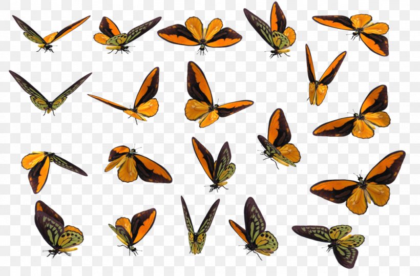 Monarch Butterfly Insect Pieridae Clip Art, PNG, 1024x674px, Monarch Butterfly, Arthropod, Brush Footed Butterfly, Butterfly, Cartoon Download Free