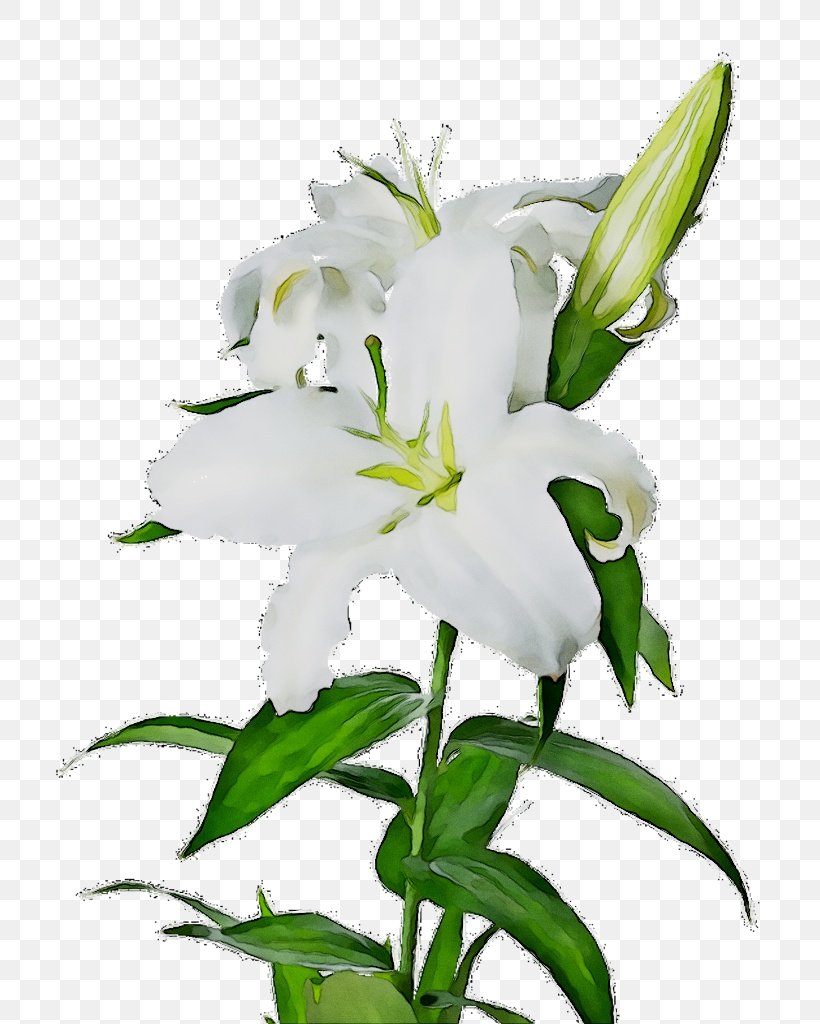 Clip Art Image Madonna Lily Transparency, PNG, 723x1024px, Madonna Lily, Bellflower Family, Botany, Cut Flowers, Dendrobium Download Free