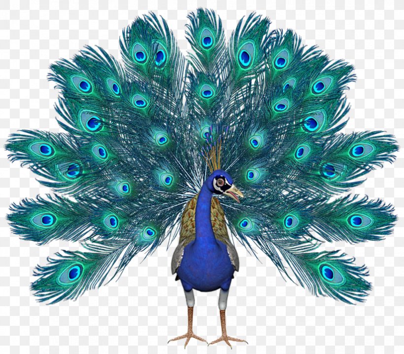 Peafowl Image JPEG Clip Art, PNG, 823x720px, Peafowl, Asiatic Peafowl, Beak, Bird, Feather Download Free
