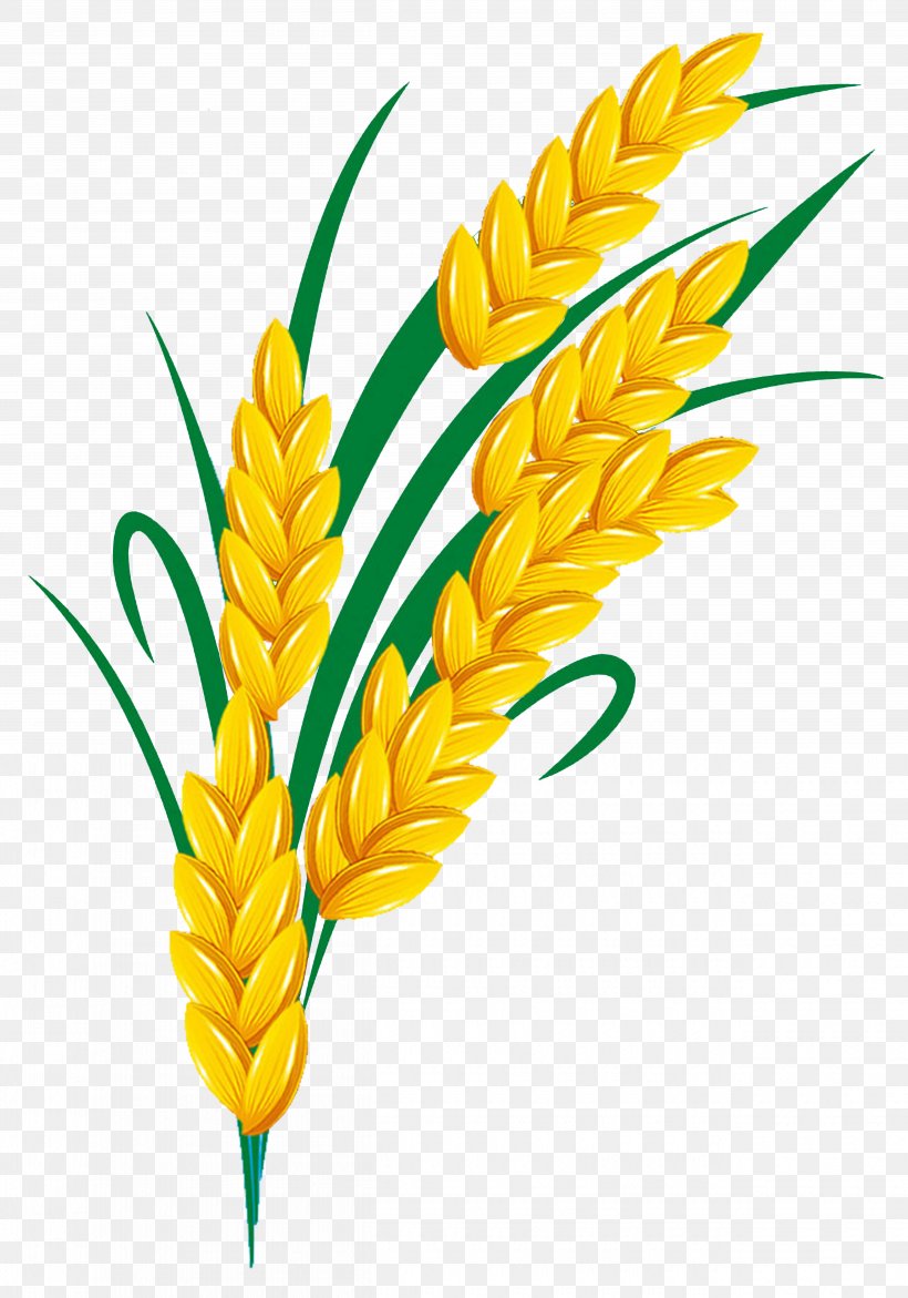 Rice, PNG, 5000x7143px, Rice, Commodity, Corn On The Cob, Flower, Flowering Plant Download Free