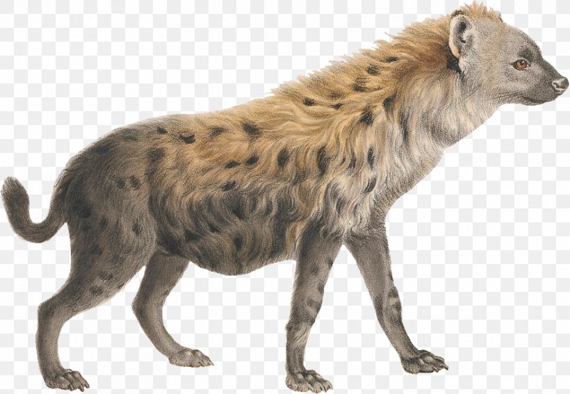 Striped Hyena Lion Clip Art, PNG, 885x612px, Hyena, Animal Figure, Big Cats, Carnivoran, Carnivores Download Free