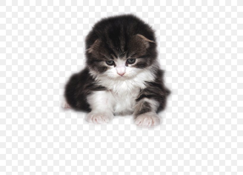 Cat Kitten Puppy, PNG, 591x591px, Cat, Black Cat, Carnivoran, Cat Like Mammal, Christmas Download Free